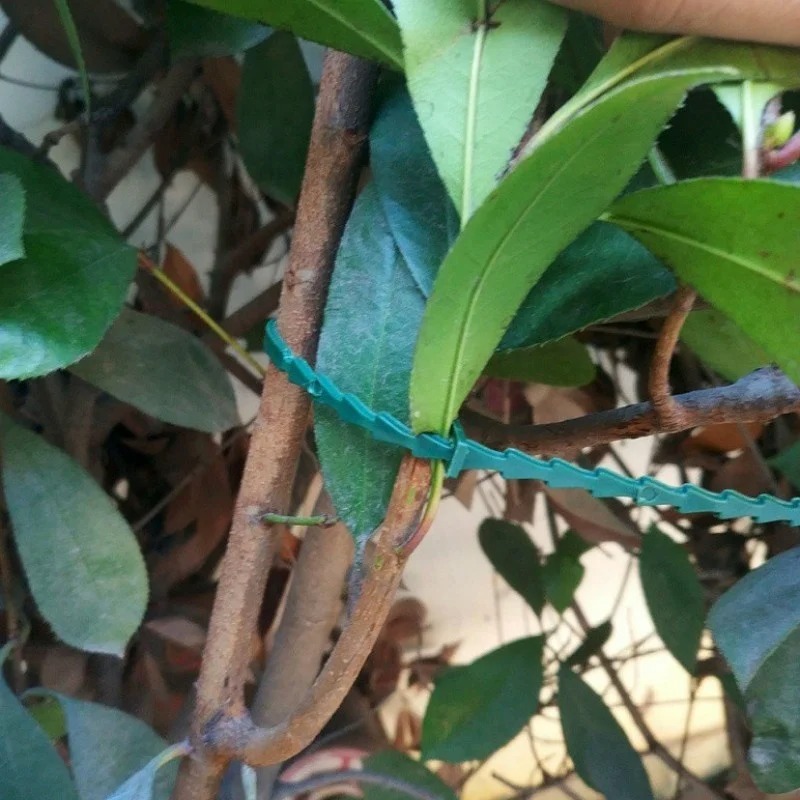 50 szt. Regulowane plastikowe  – Vine Climbing Plastic recenzja i cena